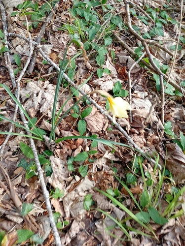Narcissus pallidiflorus, photograph 2