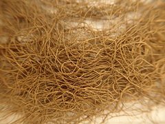 Bryoria pseudofuscescens