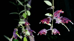 Aeschynanthus tricolor