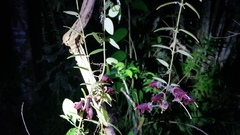 Aeschynanthus tricolor