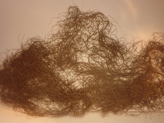 Bryoria pseudofuscescens