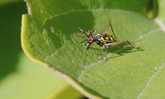 Phylloscyrtus amoenus