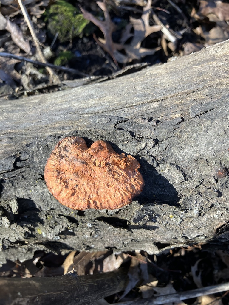Trametes cinnabarina · March 2026 · photo: © preventthetoast (iNaturalist, cc-by)