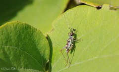 Phylloscyrtus amoenus