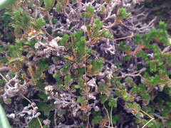 Selaginella eremophila