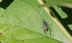 Phylloscyrtus amoenus