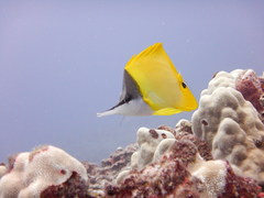Forcipiger