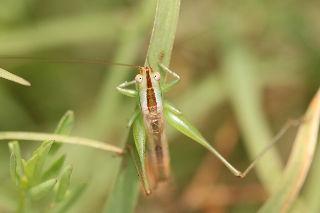 Conocephalus doryphorus
