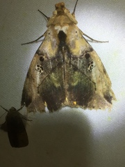 Amphoraceras jordani