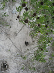 Borrichia frutescens image