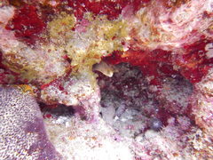 Gymnothorax melatremus