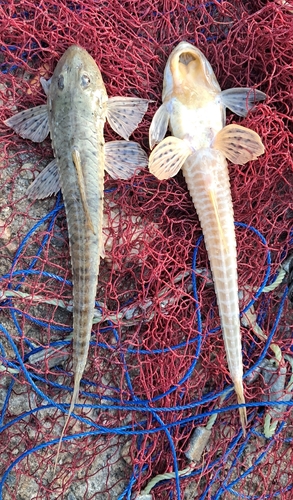 Gevlekte zweepstaartmeerval (Loricariichthys maculatus) — Loricariidae — 2