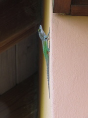 Anolis leachii