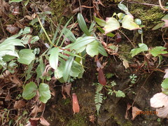 Nepenthes tentaculata