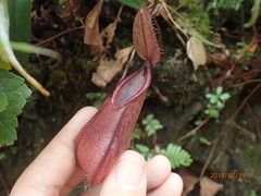 Nepenthes tentaculata