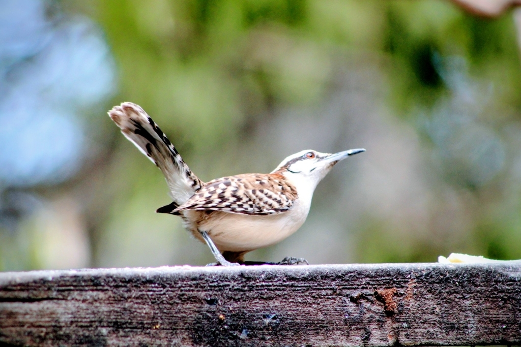 Rufous-backed Wren