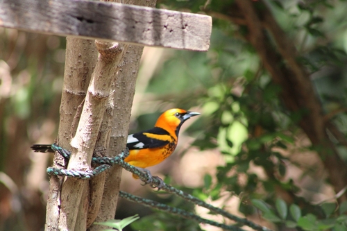 Spot-breasted Oriole (Icterus pectoralis), photo 5