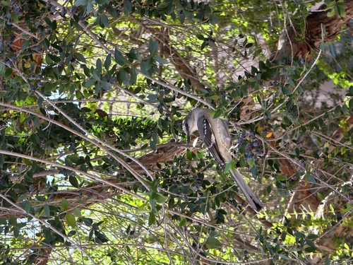 Northern Mockingbird