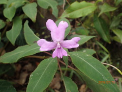 Impatiens kinabaluensis