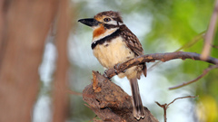 Russet-Throated Puffbird photo 3