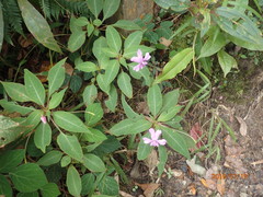 Impatiens kinabaluensis