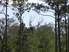 Haliaeetus leucocephalus leucocephalus
