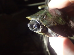 Notochelys platynota