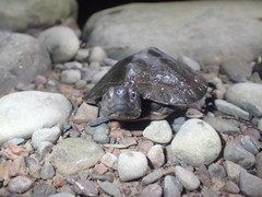 Notochelys platynota