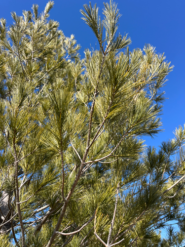 eastern white pine