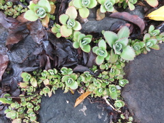 Kalanchoe laetivirens