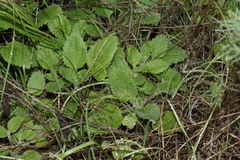 Stachys rigida quercetorum