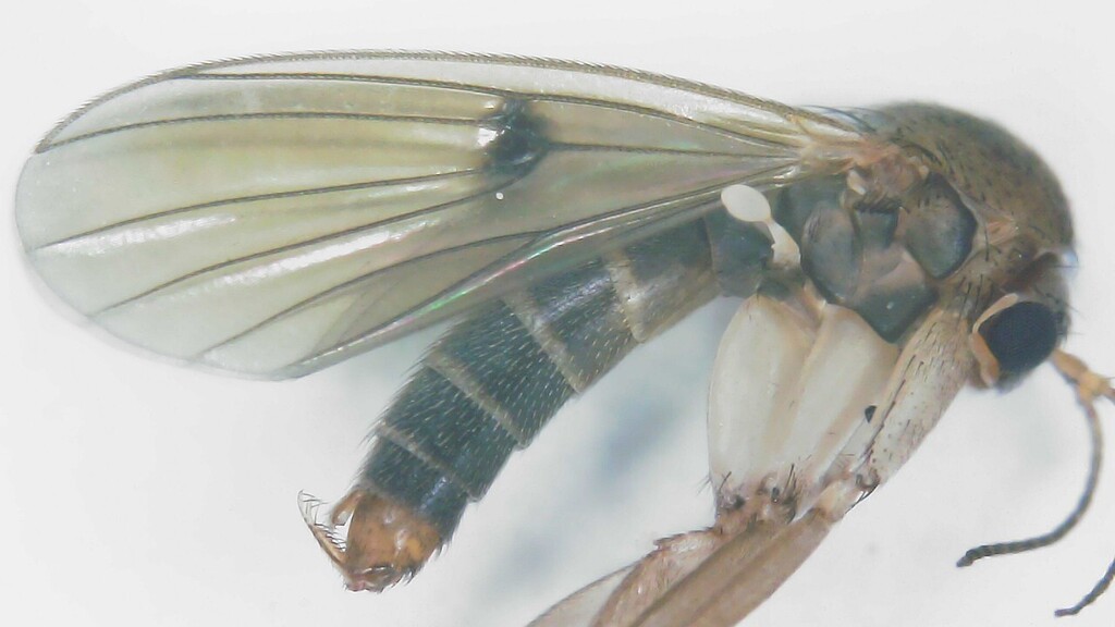 Mycetophila britannica