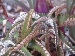 Kalanchoe daigremontiana