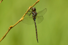 Rhionaeschna planaltica