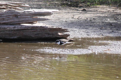 Erythrogonys cinctus