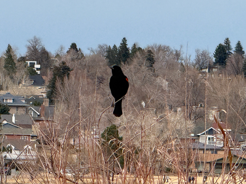 Red-winged Blackbird
