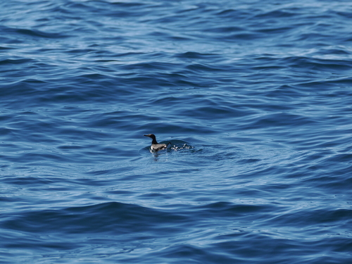 Craveri's Murrelet (Synthliboramphus craveri), photo 6