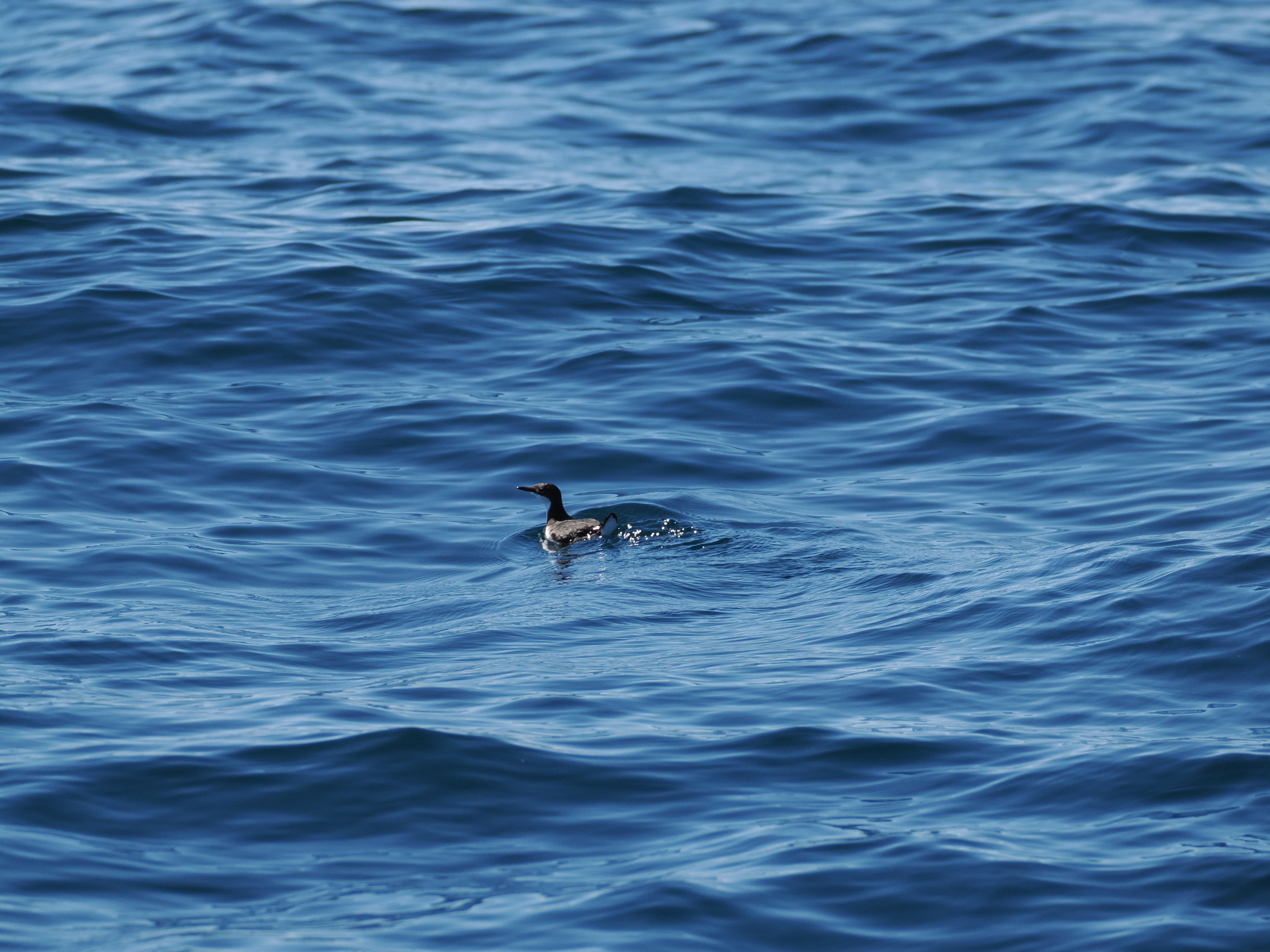 Craveri's Murrelet (Synthliboramphus craveri), photo 6