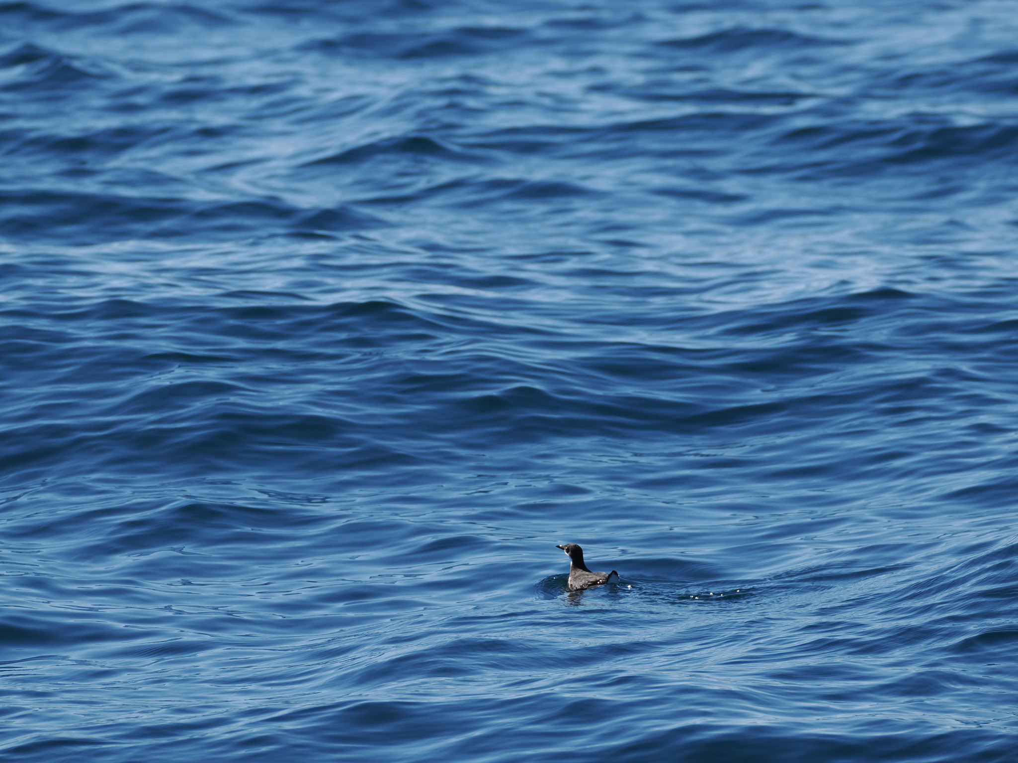 Craveri's Murrelet (Synthliboramphus craveri), photo 1