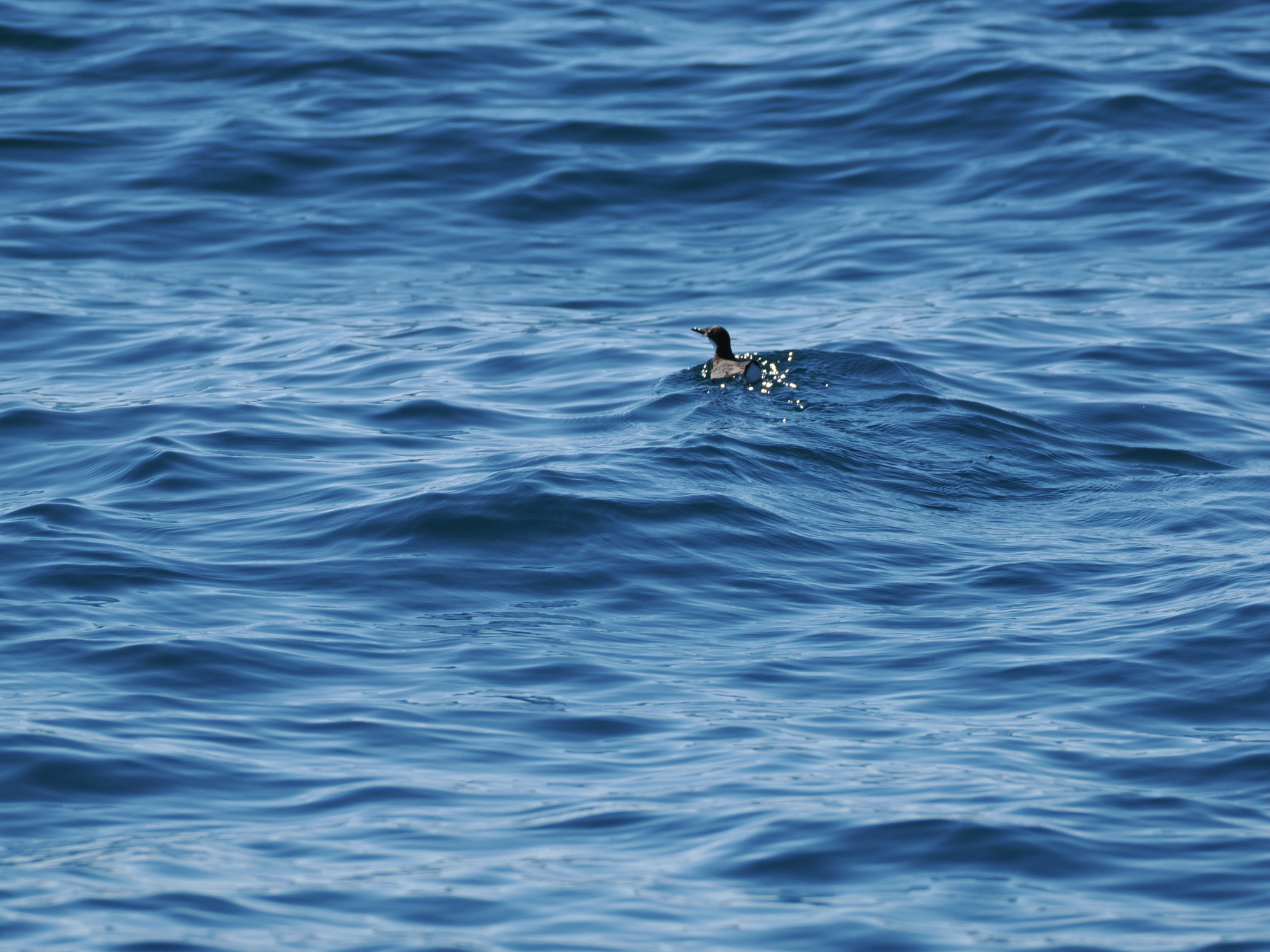 Craveri's Murrelet (Synthliboramphus craveri), photo 2