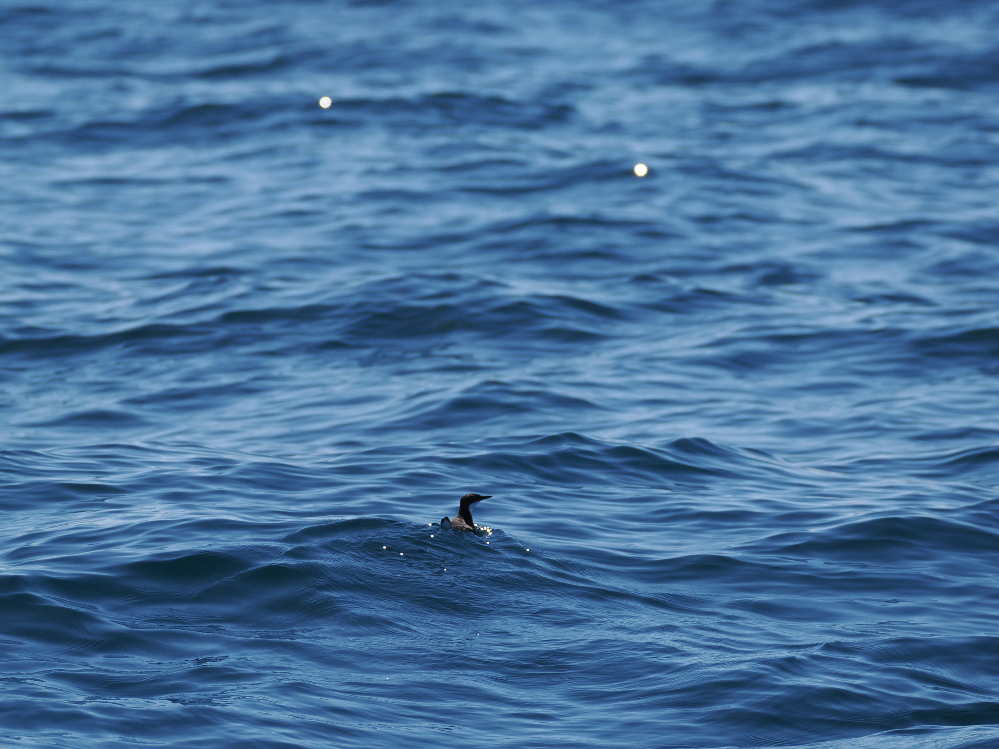 Craveri's Murrelet (Synthliboramphus craveri), photo 7