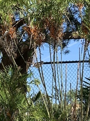 Mimus polyglottos image