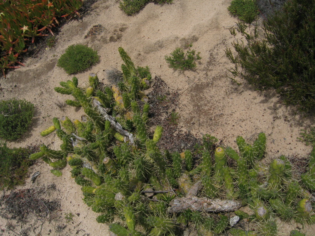 Austrocylindropuntia subulata, Cabo Sardão