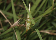 Conocephalus longipes