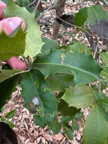 Unknown species found near Mathewson Dr NW, Washington, DC, US
