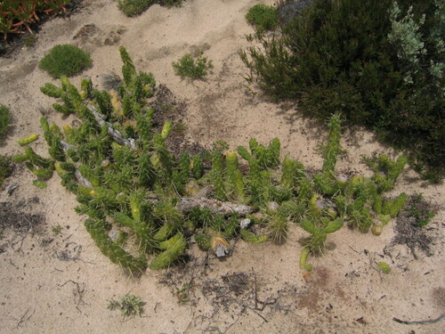 Austrocylindropuntia subulata