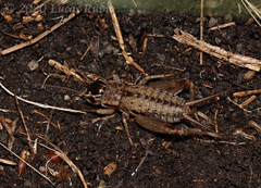 Miogryllus