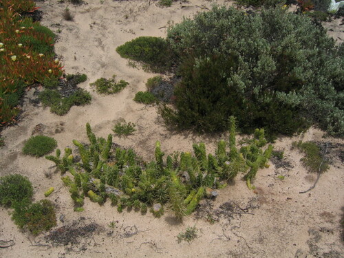Austrocylindropuntia subulata