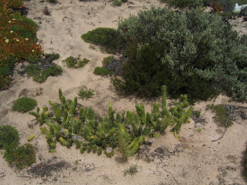 Austrocylindropuntia subulata