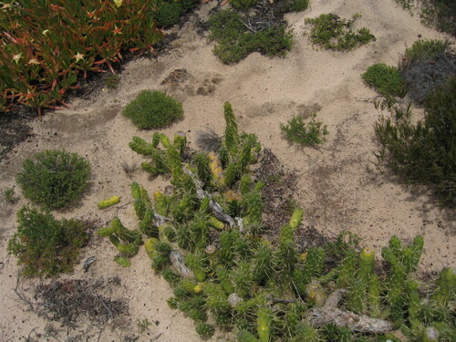 Austrocylindropuntia subulata